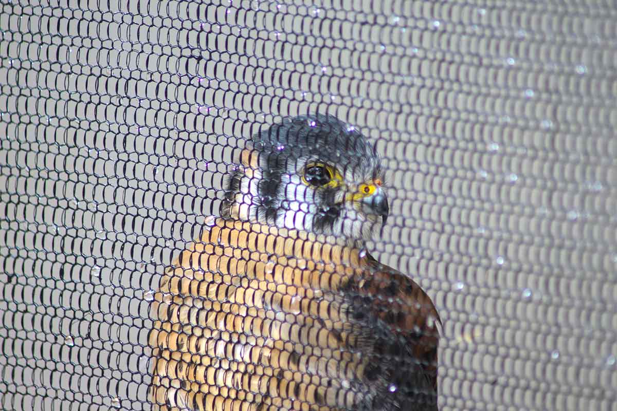ClearMesh / Aviary Mesh ClearMesh / Aviary Mesh